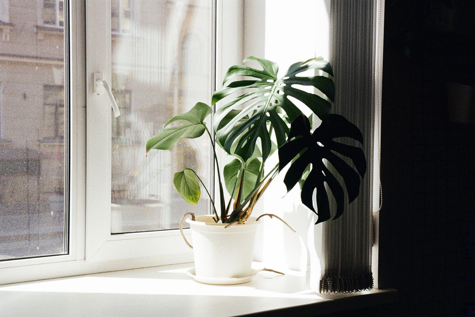 Monstera in a white pot on a bright windowsill