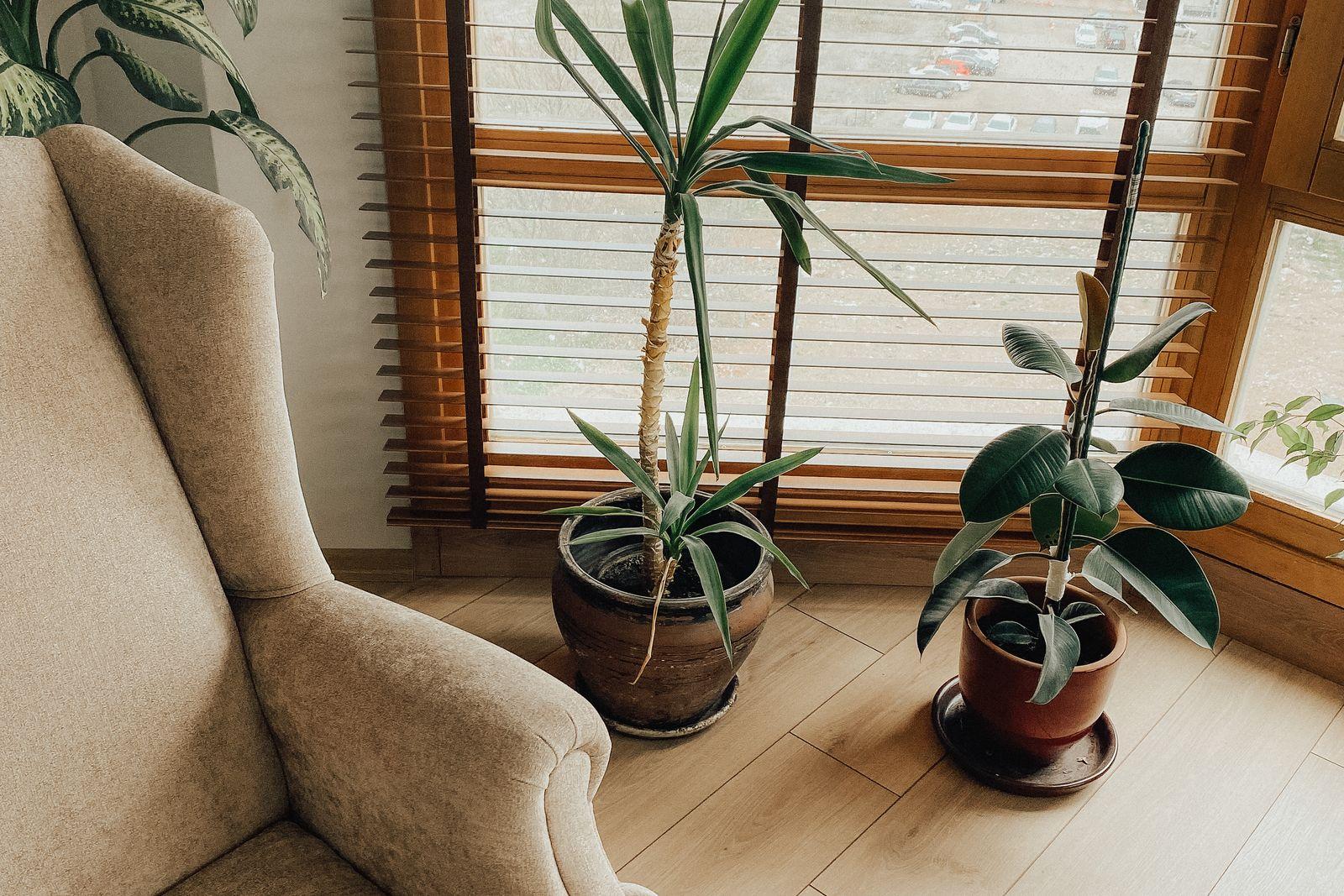 Yucca and rubber plant in pots beside an armchair by the window