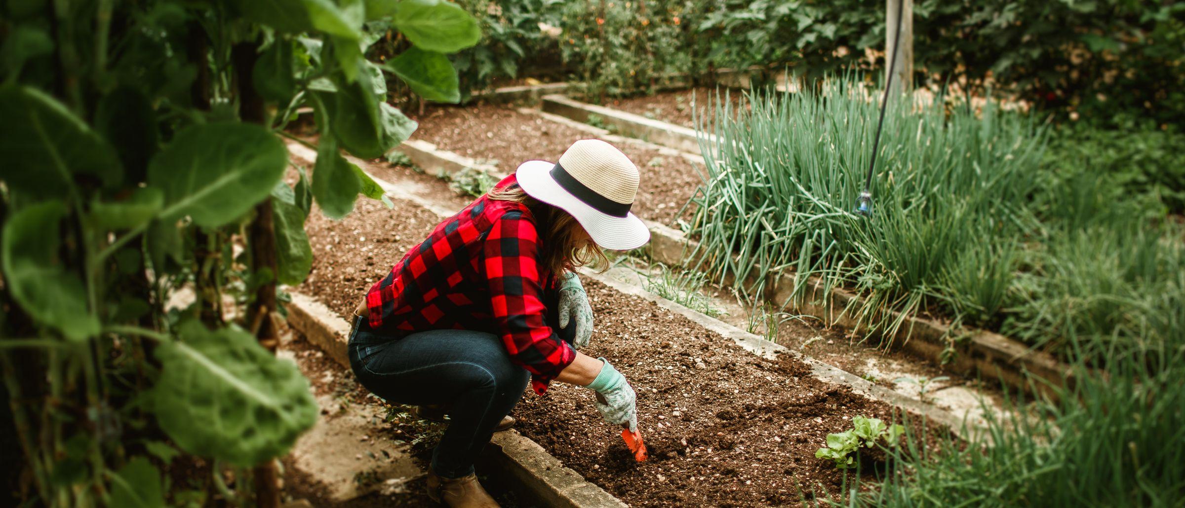 Woman in a straw hat working the soil of a raised bed