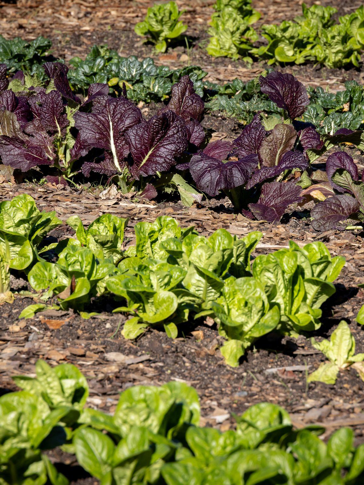 Rows of green and red lettuce on a wood chip mulch