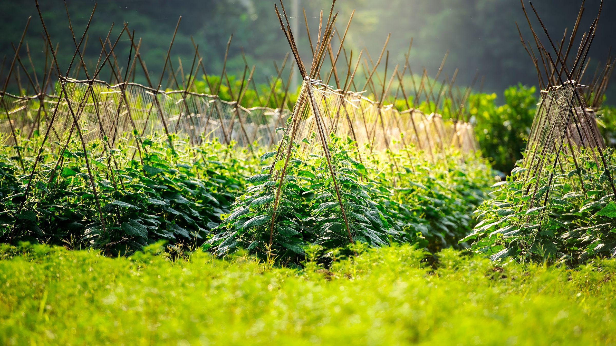 Vegetable garden rows with cane teepee supports in low morning light